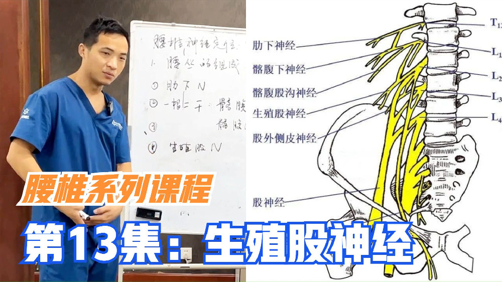 腰丛第4条神经：生殖股神经，其支配生殖系统，产后漏尿与其有关